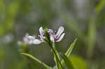 American waterwillow